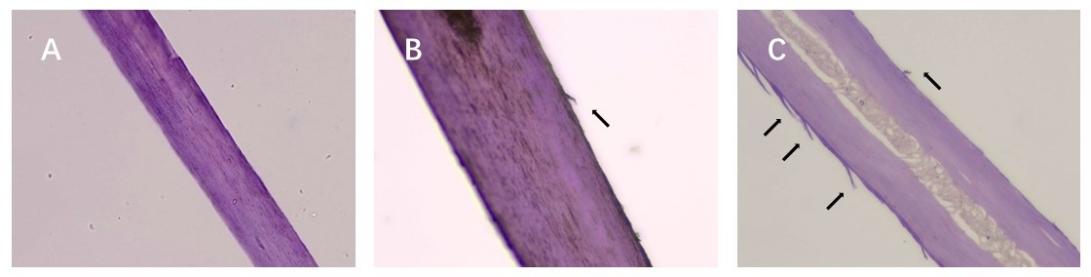 體外真發(fā),頭發(fā)熱損傷,模型研究,CIRS,功效評價,技術(shù)實(shí)踐