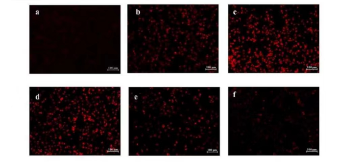 化妝品,控油評(píng)價(jià),皮脂分泌,皮膚