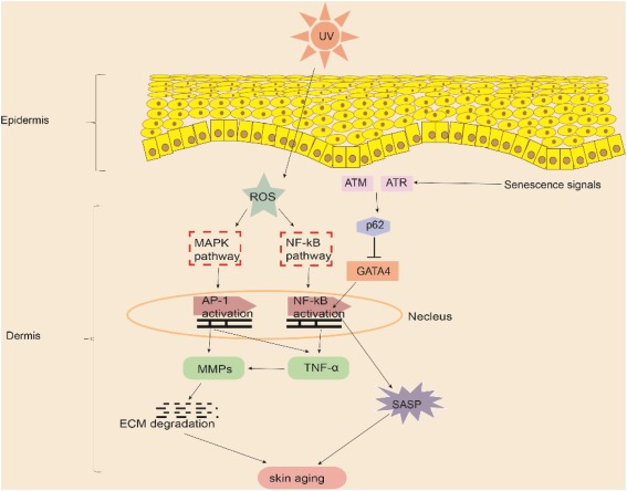 新型皮膚,芯片,化妝品安全,功效評價(jià)