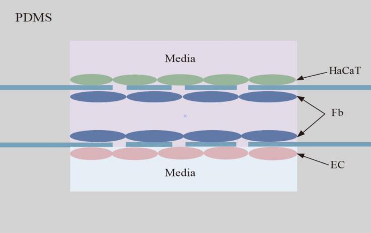 新型皮膚,芯片,化妝品安全,功效評價(jià)