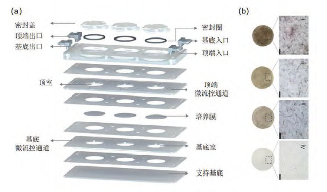 新型皮膚,芯片,化妝品安全,功效評價(jià)