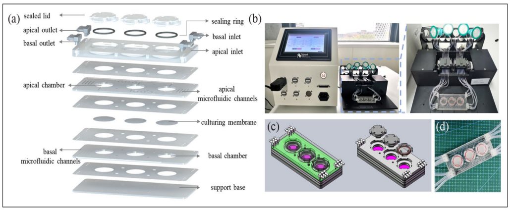 新型皮膚,芯片,化妝品安全,功效評價(jià)
