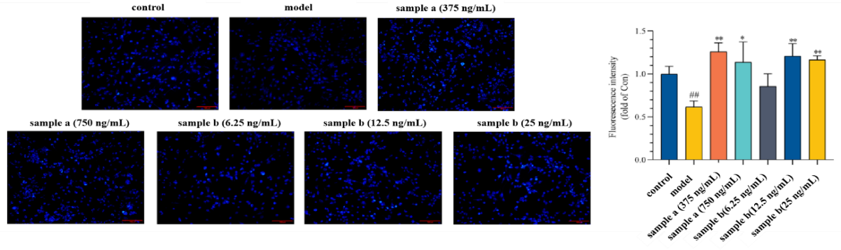 體外細胞培養(yǎng),模型,化妝品抗衰,功效評價