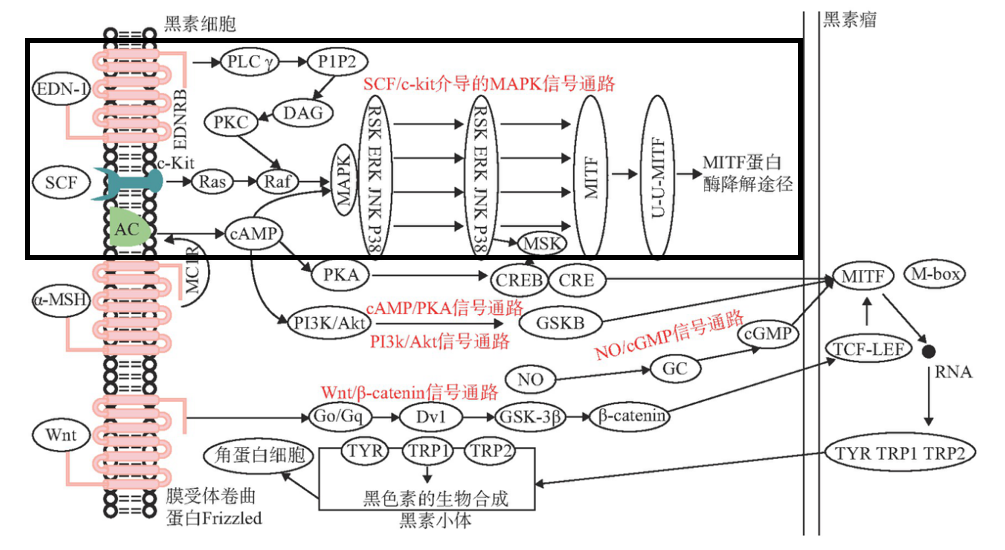 美白,功效原料,信號通路,黑素轉(zhuǎn)移,百里香醌