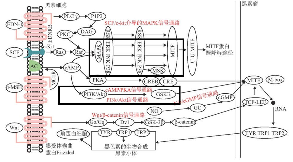 美白,功效原料,信號通路,黑素轉(zhuǎn)移,百里香醌