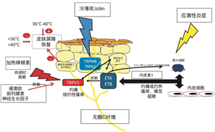 敏感肌,皮膚,敏感