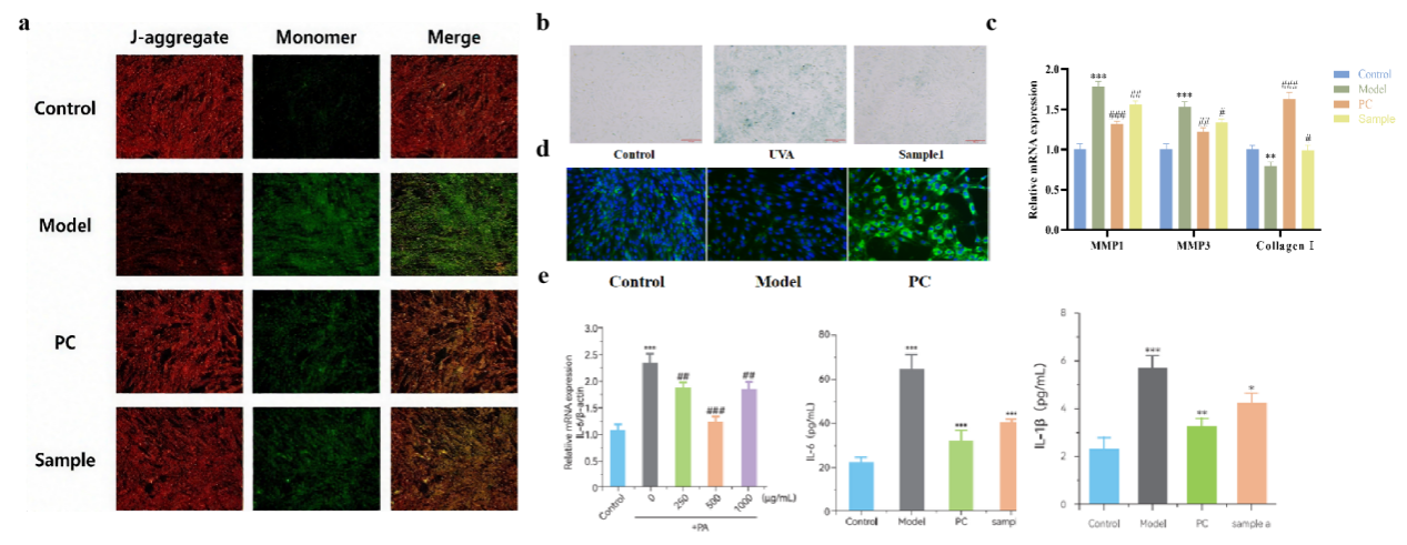 SCI期刊,科新生物,君裕集團(tuán),梔子提取物,增強(qiáng),表皮屏障機(jī)制